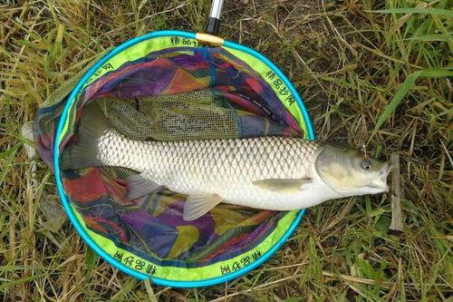 草鱼散炮爆料视频大全,揭秘幕后真相与精彩瞬间 第3张 草鱼散炮爆料视频大全,揭秘幕后真相与精彩瞬间 第3张